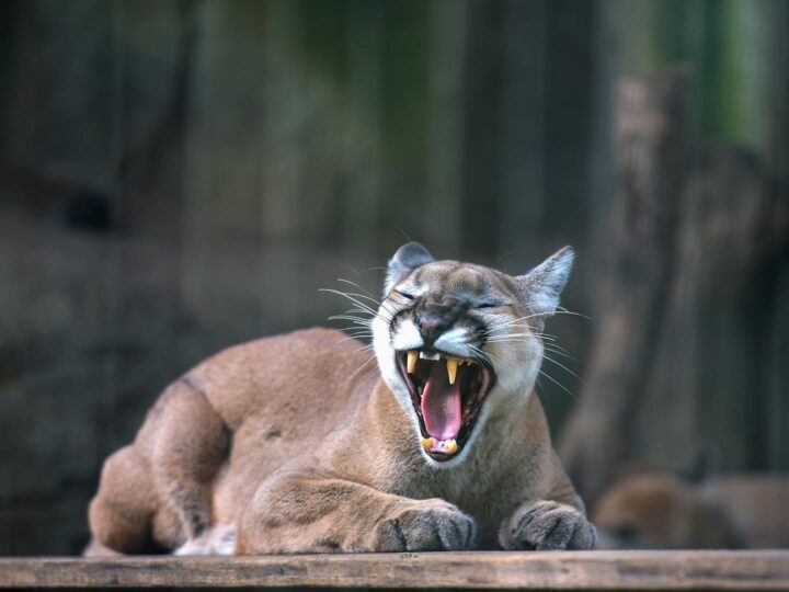 Zoo di Skopje